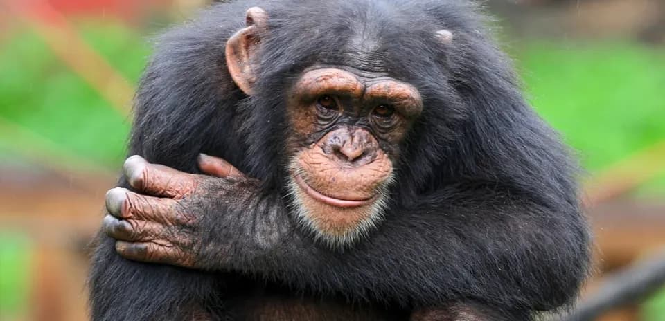 Chimpancé abrazándose en un entorno natural