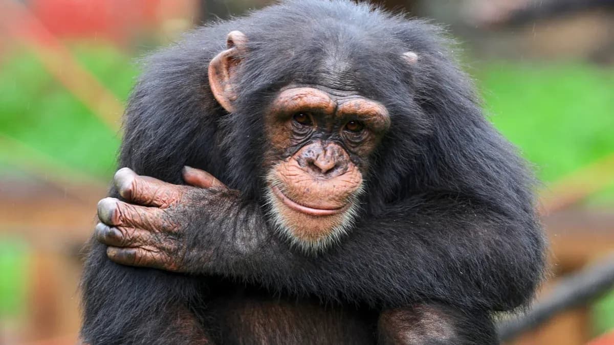 Chimpancé abrazándose en un entorno natural
